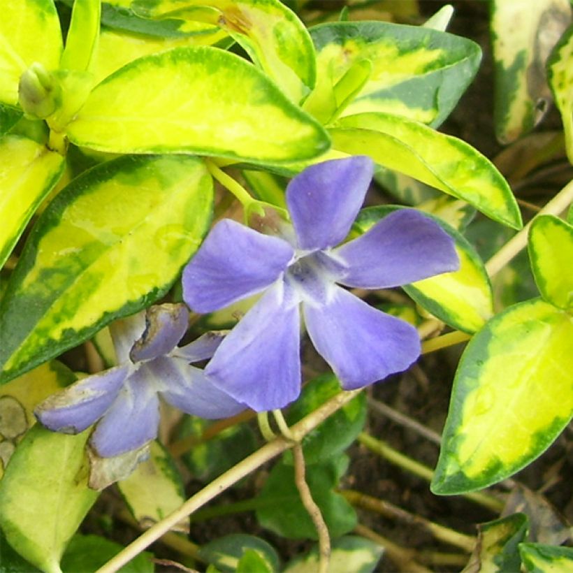 Vinca-menor Illumination (Floração)