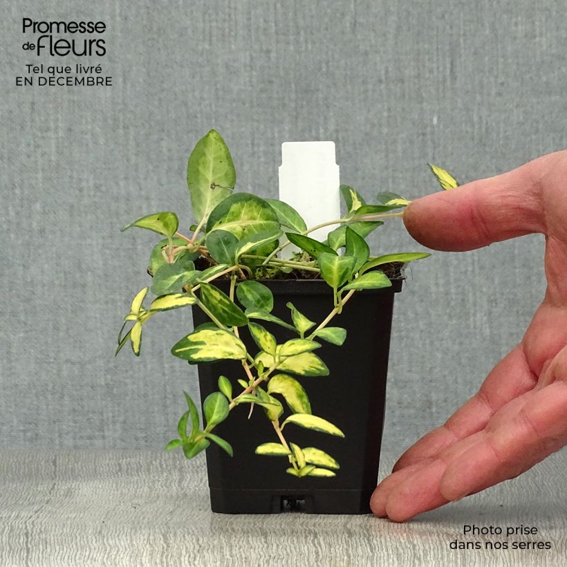 Spécimen de Vinca minor Illumination - Pervenche panachée à petites fleurs  Godet de 8/9 cm tel que livré en hiver