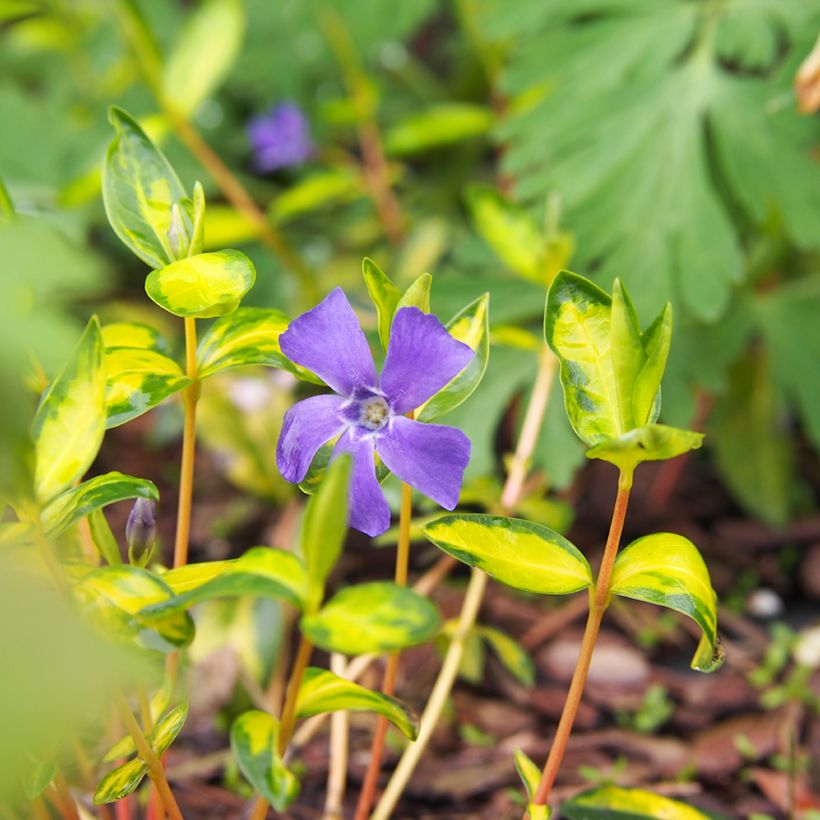 Vinca minor Illumination - Pervenche panachée à petites fleurs (Floraison)