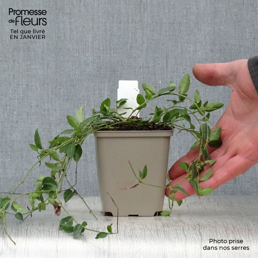 Spécimen de Vinca minor Josefine - Petite pervenche Godet de 8/9 cm tel que livré en hiver
