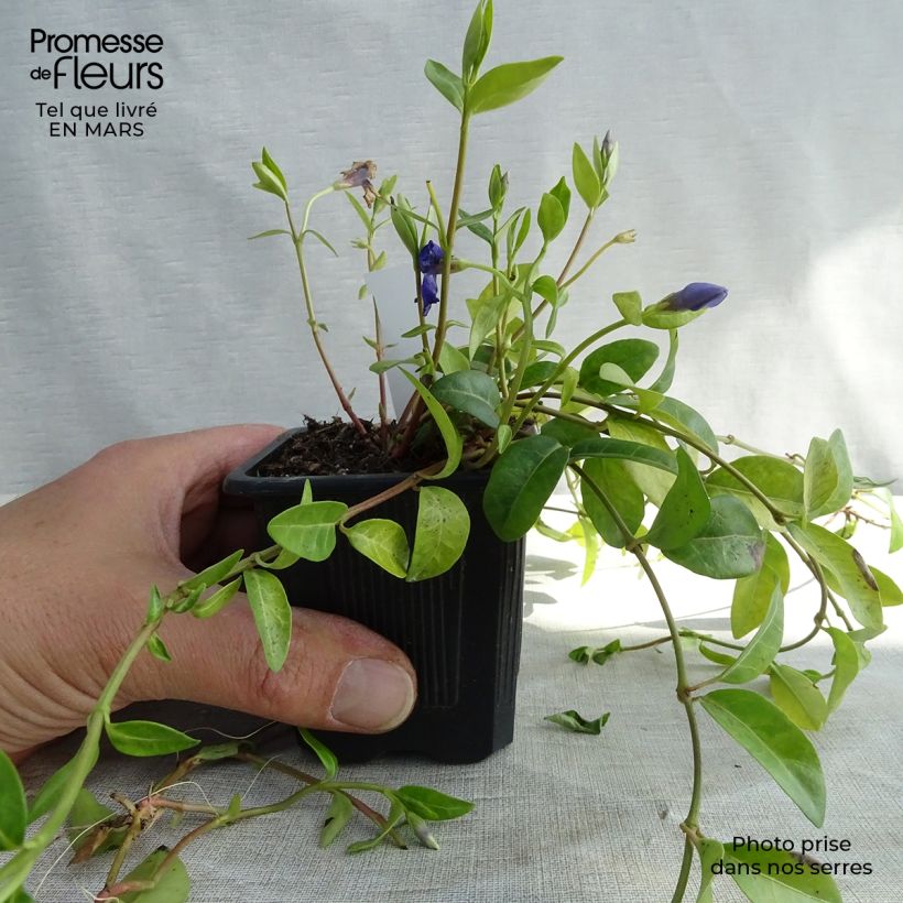 Spécimen de Vinca minor- Petite pervenche Godet de 7/8 cm tel que livré en hiver