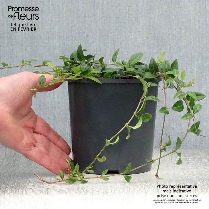 Spécimen de Vinca minor- Petite pervenche Pot de 2L/3L tel que livré en hiver