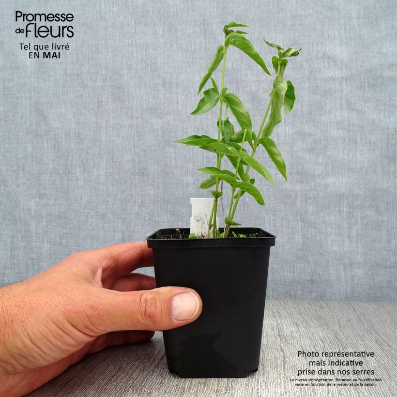 Spécimen de Vincetoxicum hirundinaria (Cyanchum) - Dompte-venin officinal Godet de 8/9 cm tel que livré au printemps