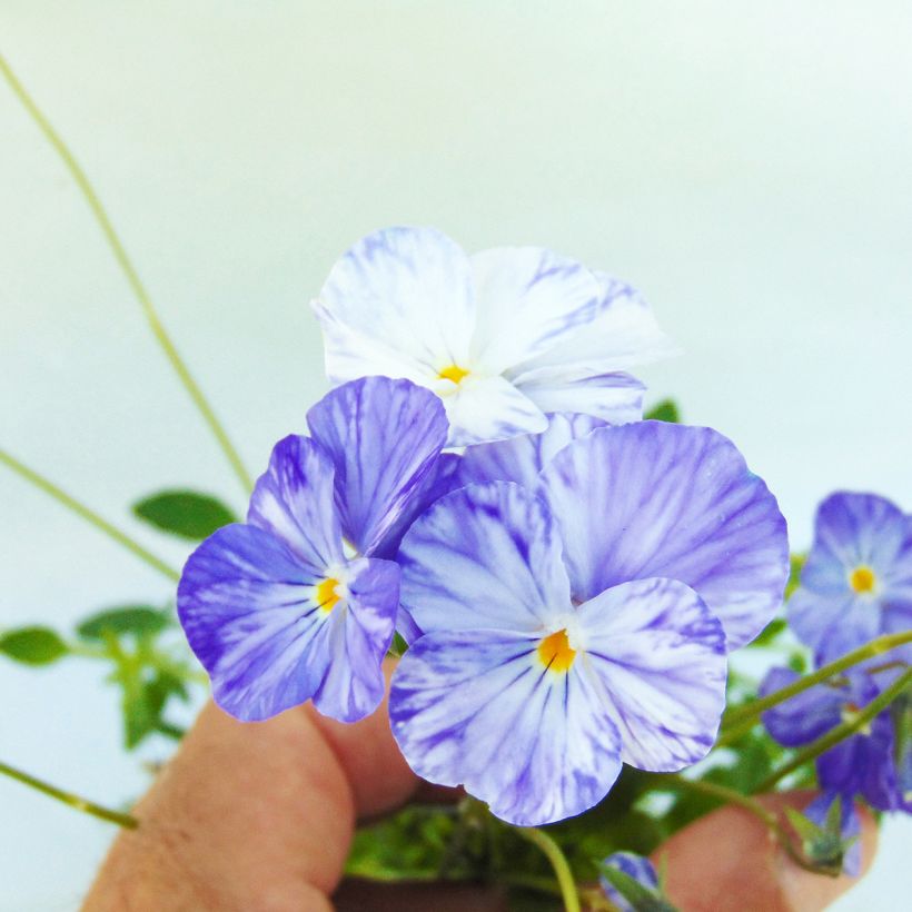 Viola Cornuta Columbine - Pensée à Cornes (Floraison)