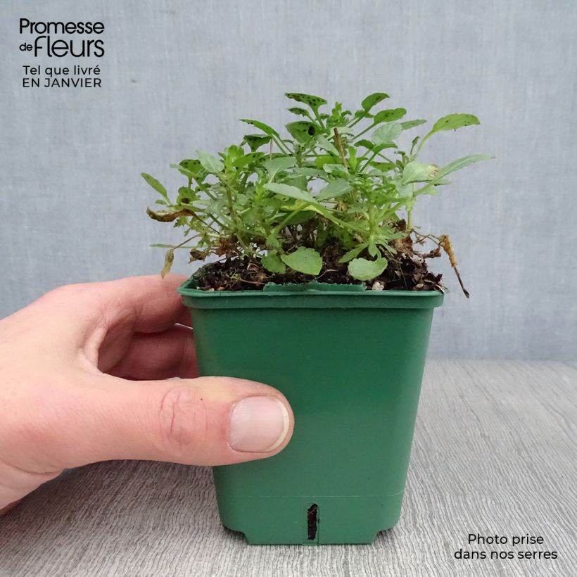 Spécimen de Viola Cornuta Columbine - Pensée à Cornes Godet de 8/9 cm tel que livré en hiver