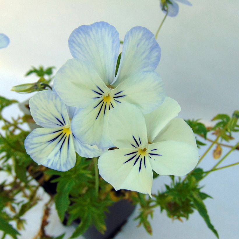 Viola Cornuta Icy but spicy (Floraison)