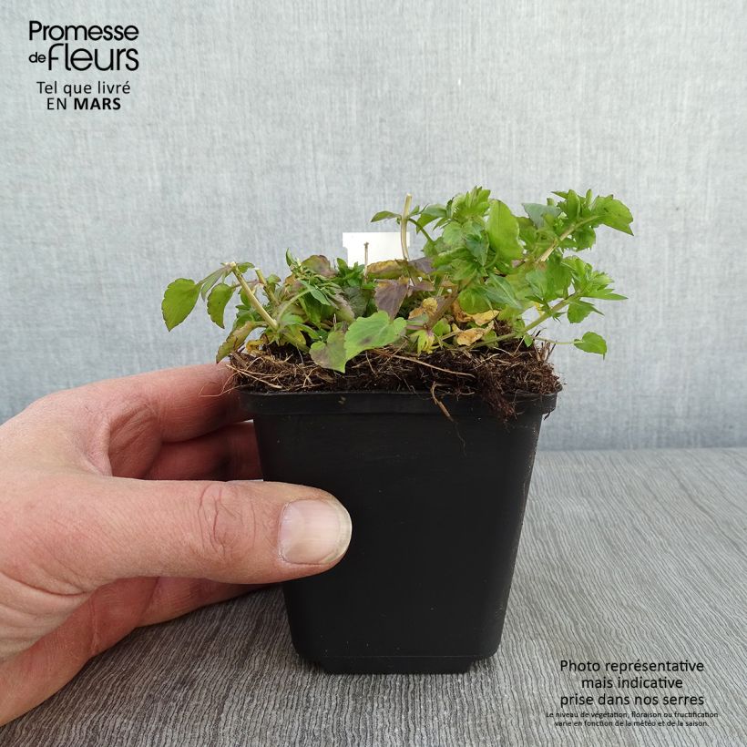 Spécimen de Viola Cornuta Icy but spicy Godet de 8/9 cm tel que livré en hiver