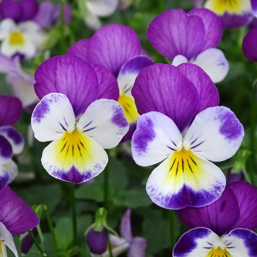 Viola cornuta Butterfly Rose White Face Mini-motte (Floraison)
