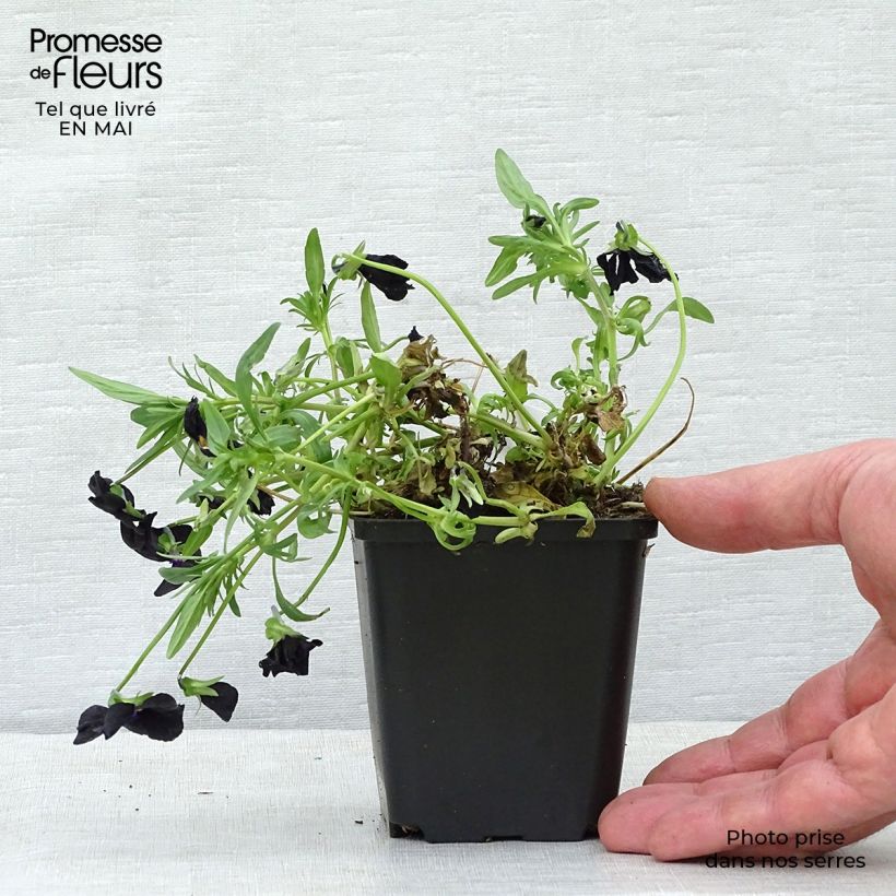 Spécimen de Viola cornuta Molly Sanderson - Pensée Godet de 8/9 cm tel que livré au printemps