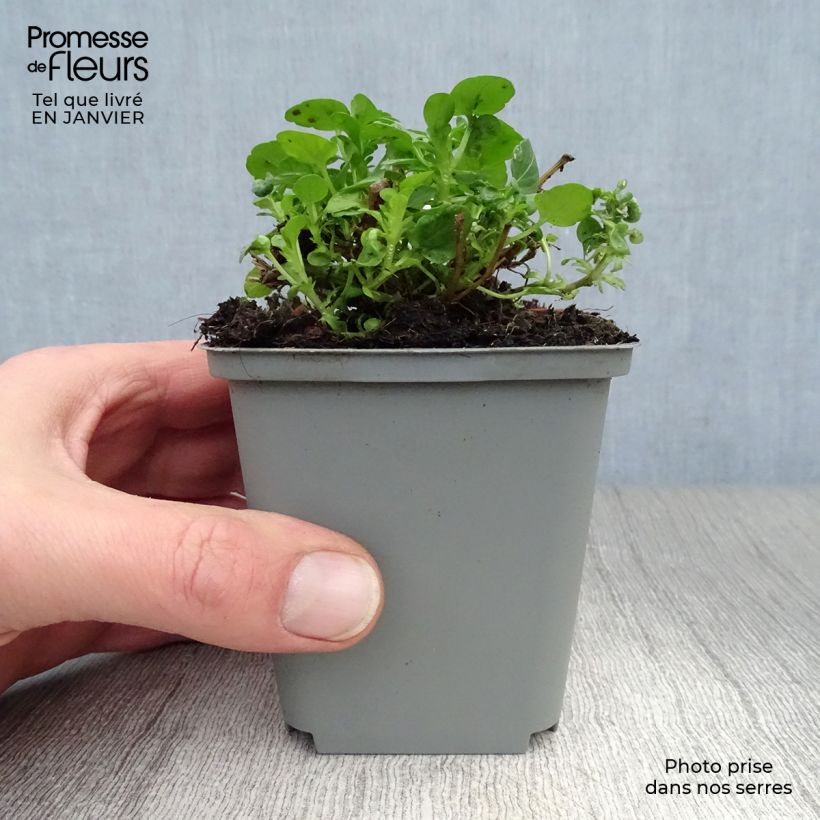 Spécimen de Viola cornuta Molly Sanderson - Pensée Godet de 8/9 cm tel que livré en hiver