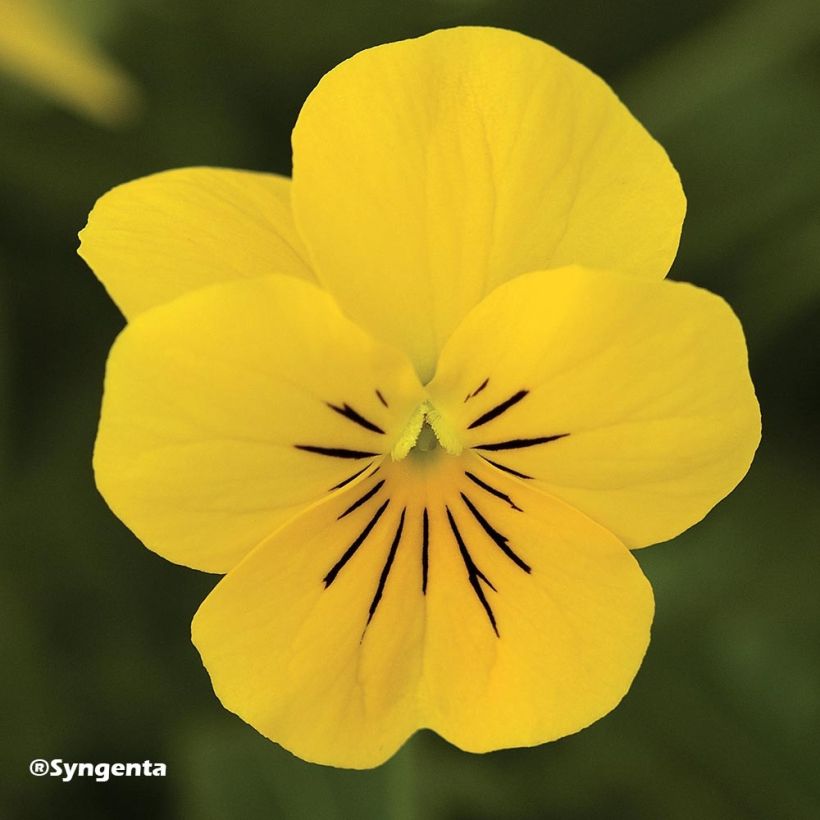 Violette cornue Penny Yellow (Floraison)