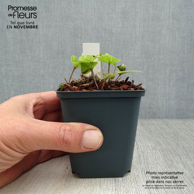 Spécimen de Viola koreana Mars Godet de 8/9 cm tel que livré en automne
