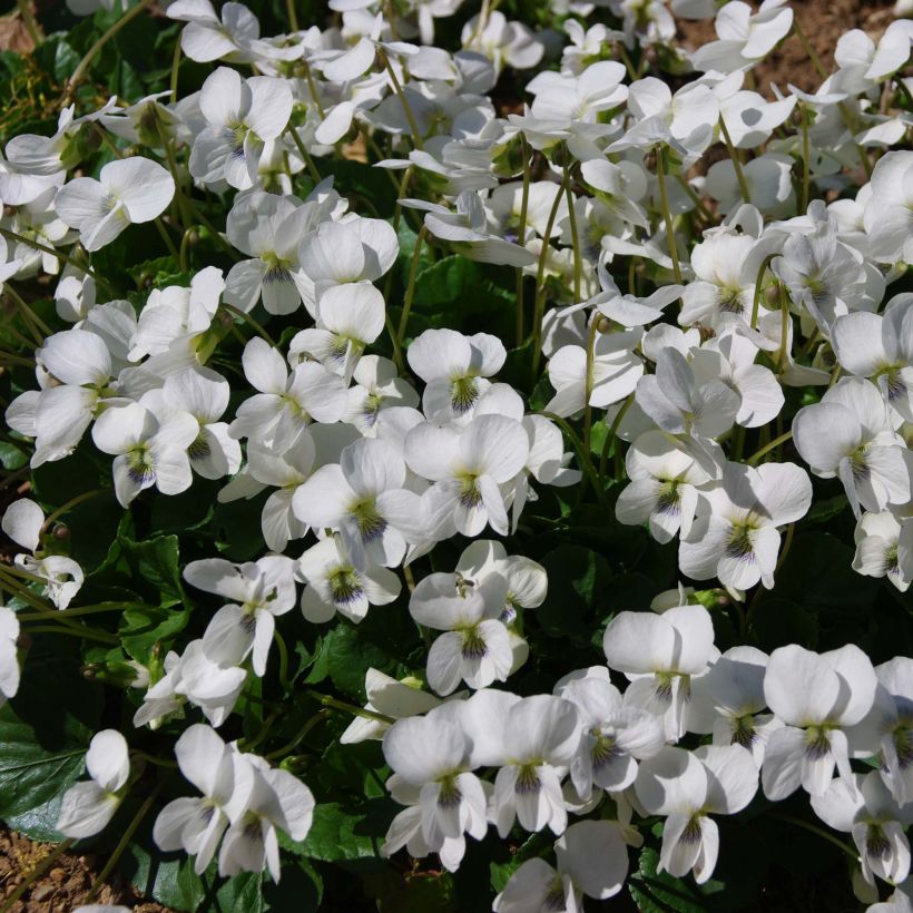 Violette vivace - Viola sororia Albiflora (Floraison)