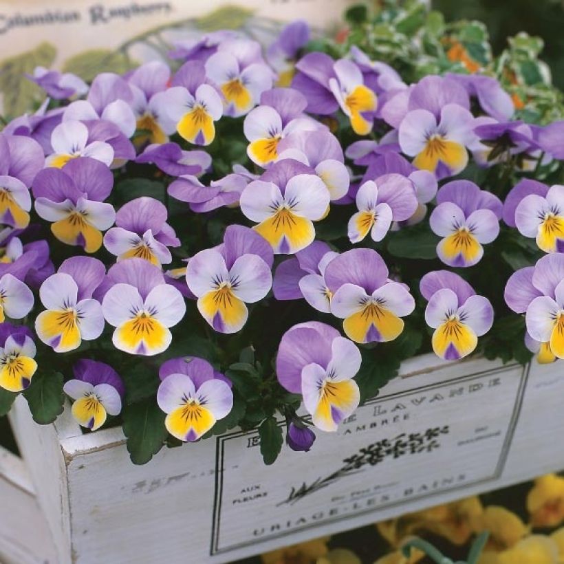 Violette cornue Kitty Surprise Mini-motte (Port)