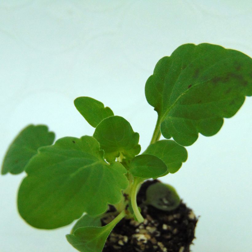 Violette cornue Penny F1 Mickey Mini-motte - Viola cornuta (Feuillage)