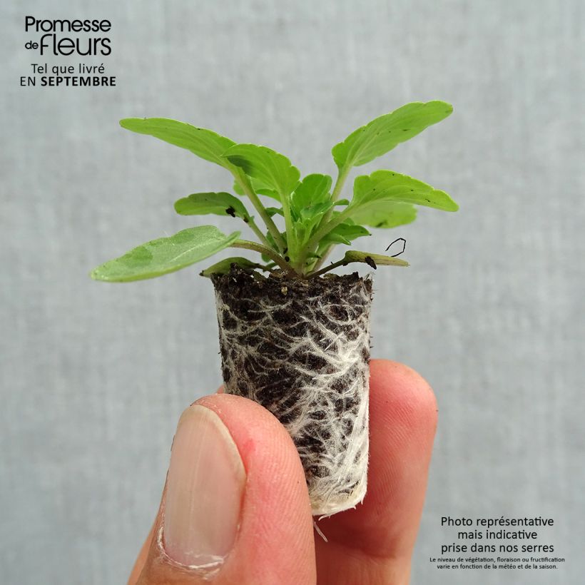 Spécimen de Violette cornue Penny F1 Mickey Mini-motte - Viola cornuta Mini-motte Ø 1,5/2,5 cm, Plant vert de 3 à 5 cm de haut environ tel que livré en automne