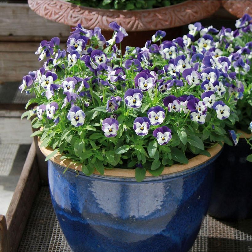 Violette cornue Sorbet Delft Blue Mini-motte (Port)