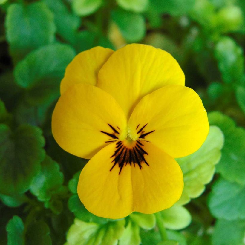 Violette cornue Sorbet XP Yellow Blotch - Viola cornuta (Floraison)