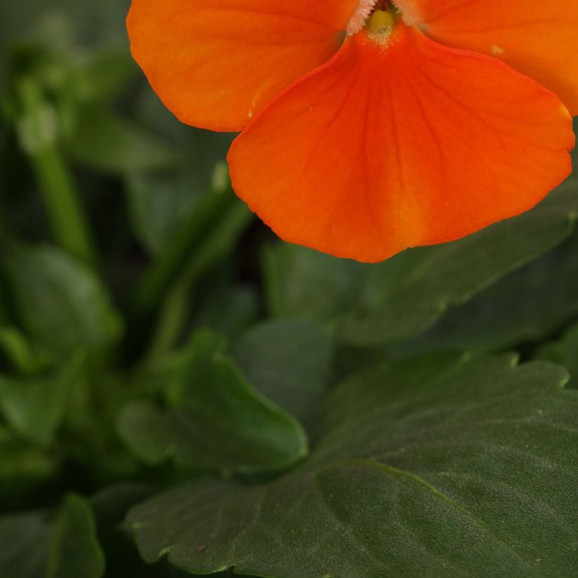 Violette cornue Sorbet Xp Deep Orange - Viola cornuta  (Feuillage)