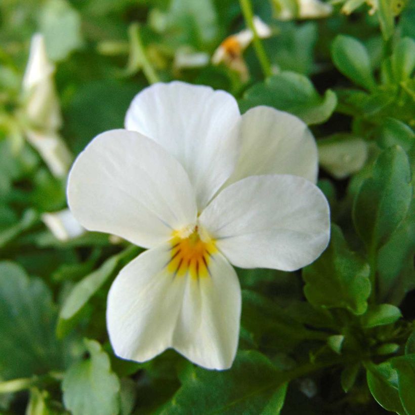 Violette cornue Sorbet Xp F1 White (Floraison)