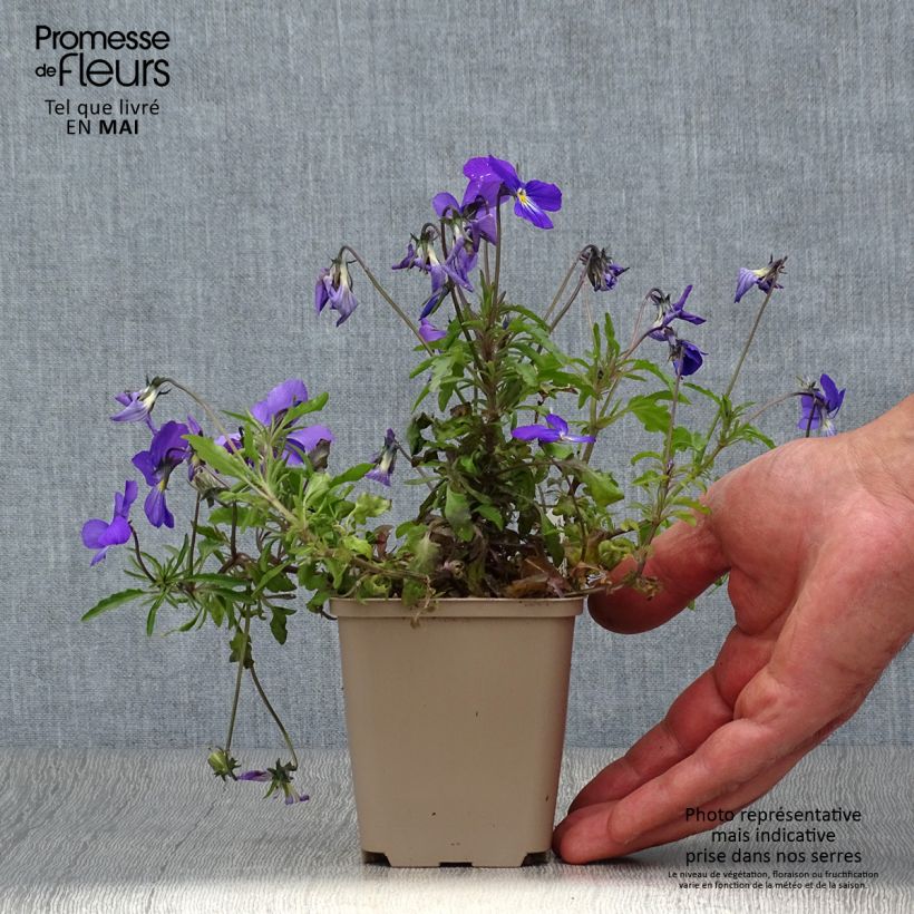 Spécimen de Violette corse, Pensée de Corse - Viola corsica Godet de 8/9 cm tel que livré au printemps