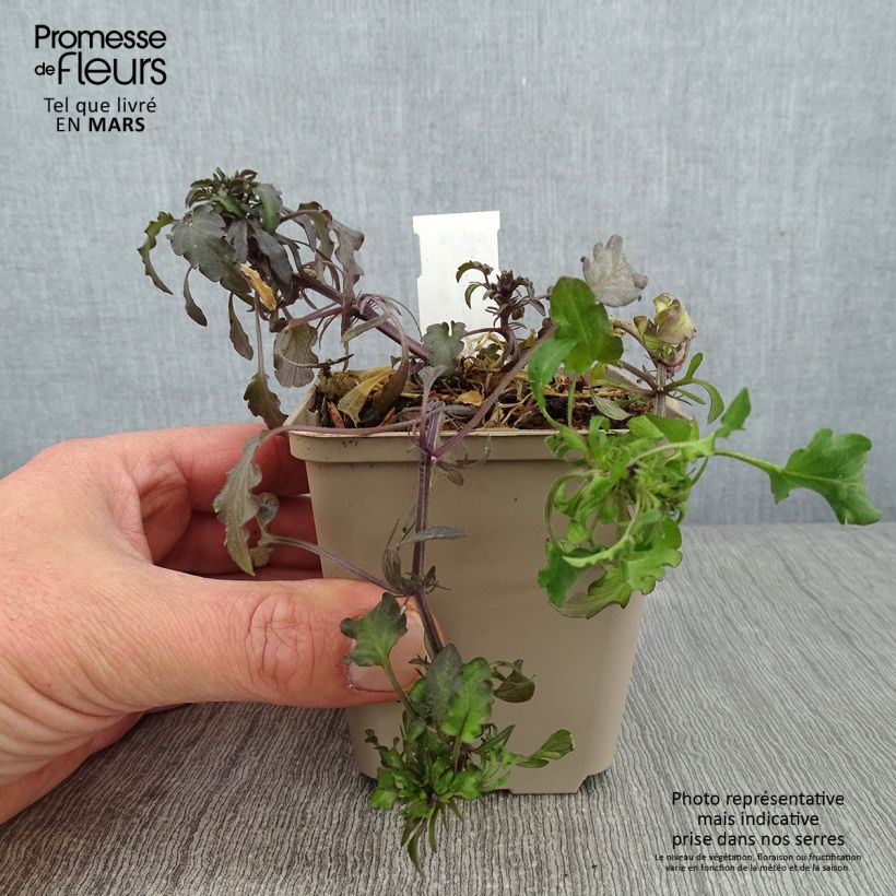 Spécimen de Violette corse, Pensée de Corse - Viola corsica Godet de 8/9 cm tel que livré en hiver