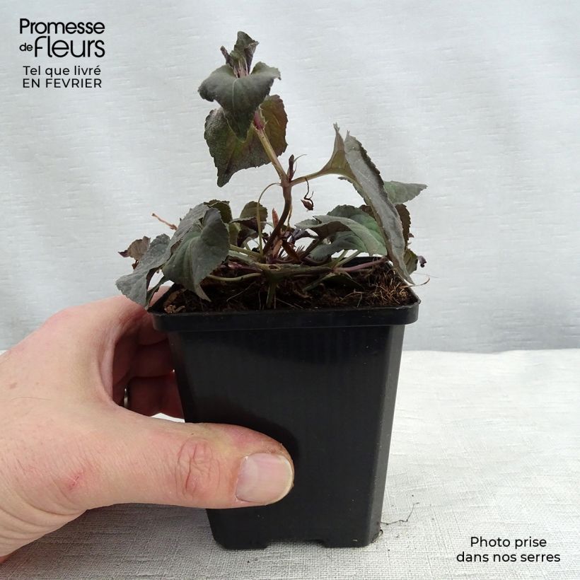 Spécimen de Violette du Labrador - Viola labradorica Godet de 8/9 cm tel que livré en hiver