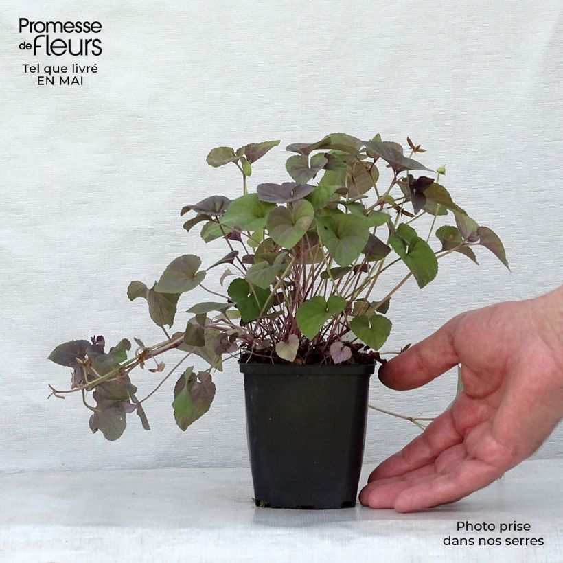 Spécimen de Violette du Labrador - Viola labradorica Godet de 8/9 cm tel que livré au printemps