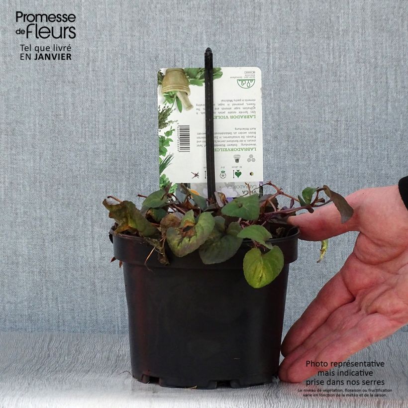 Spécimen de Violette du Labrador - Viola labradorica Pot de 1,5L/2L tel que livré en hiver