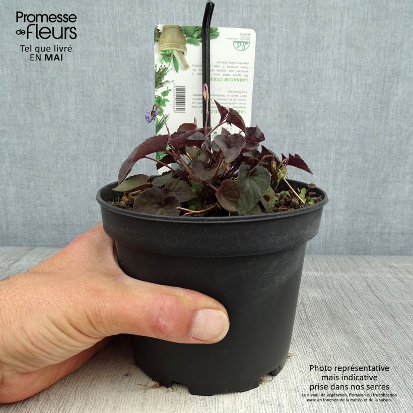 Spécimen de Violette du Labrador - Viola labradorica Pot de 1,5L/2L tel que livré au printemps