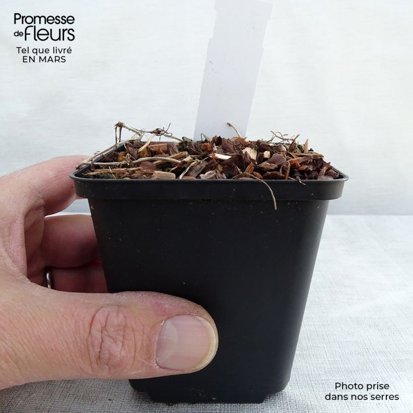 Spécimen de Violette à feuille de lierre - Viola hederacea Godet de 8/9 cm tel que livré en hiver