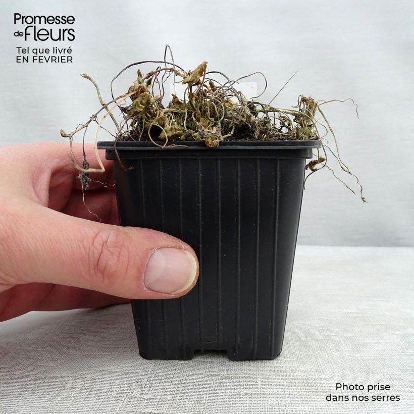 Spécimen de Violette odorante Königin Charlotte - Viola odorata Godet de 8/9 cm tel que livré en hiver