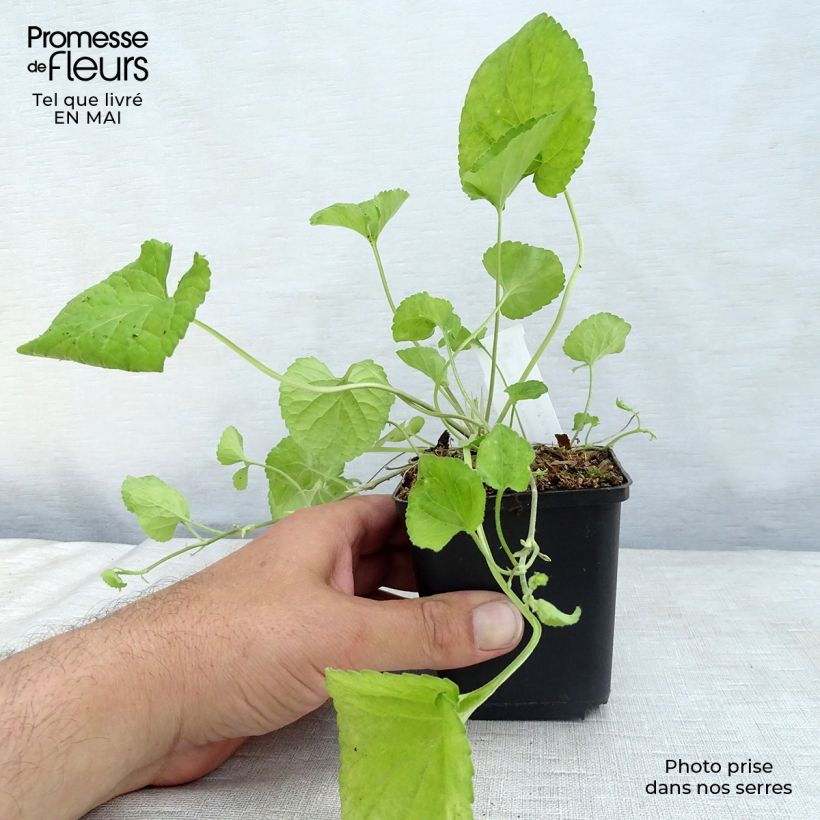 Exemplaar van Viola odorata Königin Charlotte - Geurviooltje Kweekpotje van 8/9 cm zoals geleverd in de lente