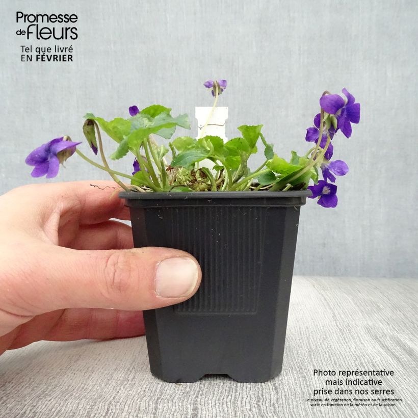 Spécimen de Violette odorante Mrs Pinehurst - Viola odorata Godet de 8/9 cm tel que livré en hiver