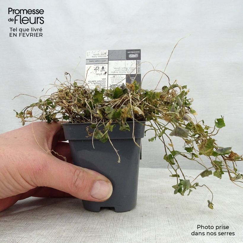 Spécimen de Violette odorante Parme de Toulouse - Viola suavis Godet de 7/8 cm tel que livré en hiver