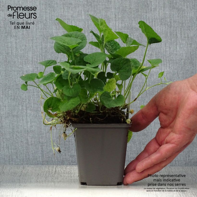 Spécimen de Violette odorante, Viola odorata Alba Godet de 8/9 cm tel que livré au printemps