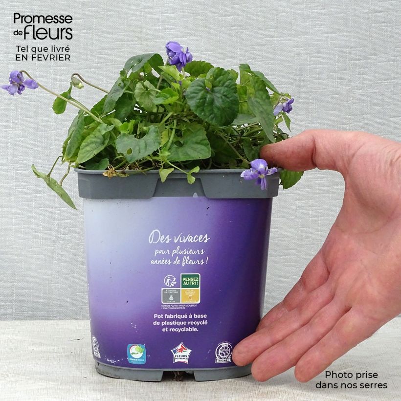 Spécimen de Violette odorante - Viola odorata Plena Pot de 2L/3L tel que livré en hiver