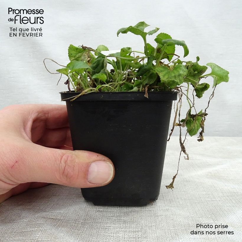 Spécimen de Violette odorante - Viola odorata Red Charm Godet de 8/9 cm tel que livré en hiver