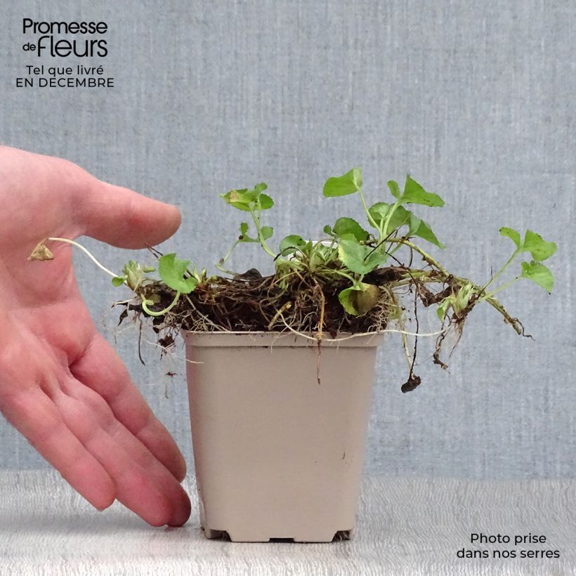 Spécimen de Violette odorante, Viola odorata Reine Des Blanches, pensée Godet de 8/9 cm tel que livré en hiver