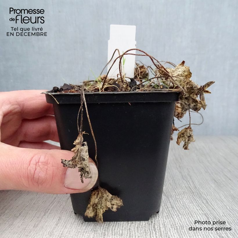 Spécimen de Violette vivace - Viola sororia Albiflora Godet de 8/9 cm tel que livré en hiver