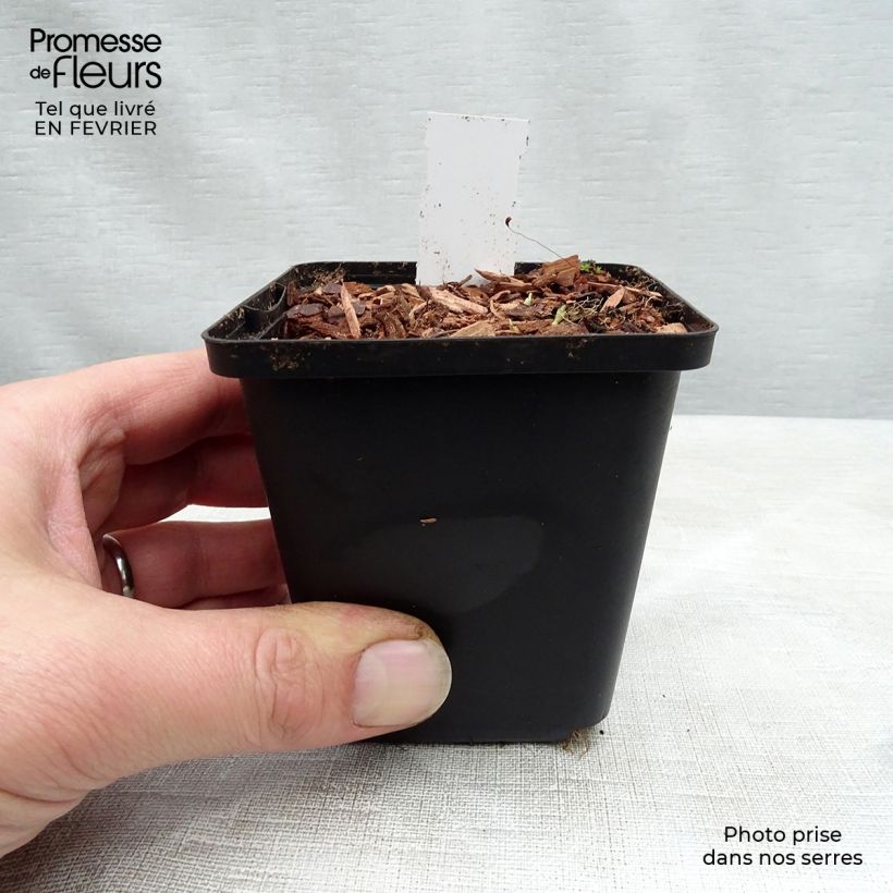 Spécimen de Violette vivace - Viola sororia Freckles, pensée Godet de 8/9 cm tel que livré en hiver