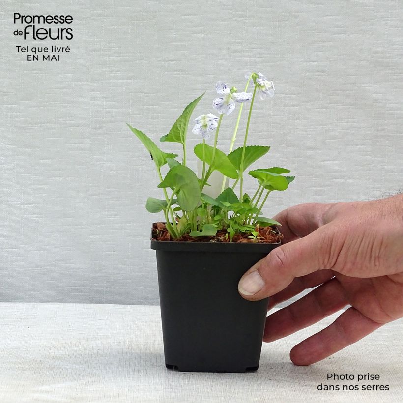 Spécimen de Violette vivace - Viola sororia Freckles, pensée Godet de 8/9 cm tel que livré au printemps