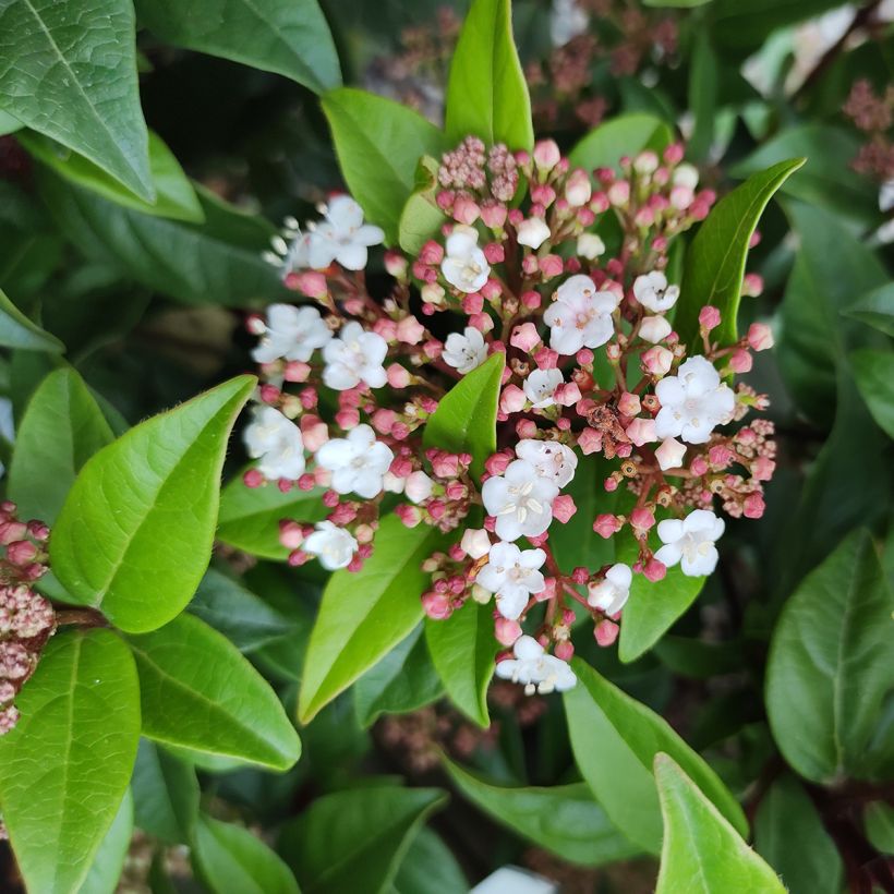 Viorne, Laurier Tin- Viburnum tinus Spirit (Floraison)