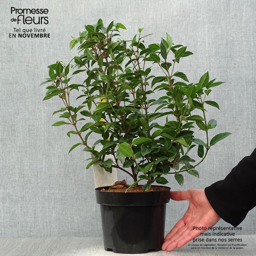 Spécimen de Viorne, Laurier Tin- Viburnum tinus Spirit Pot de 1,5L/2L tel que livré en automne