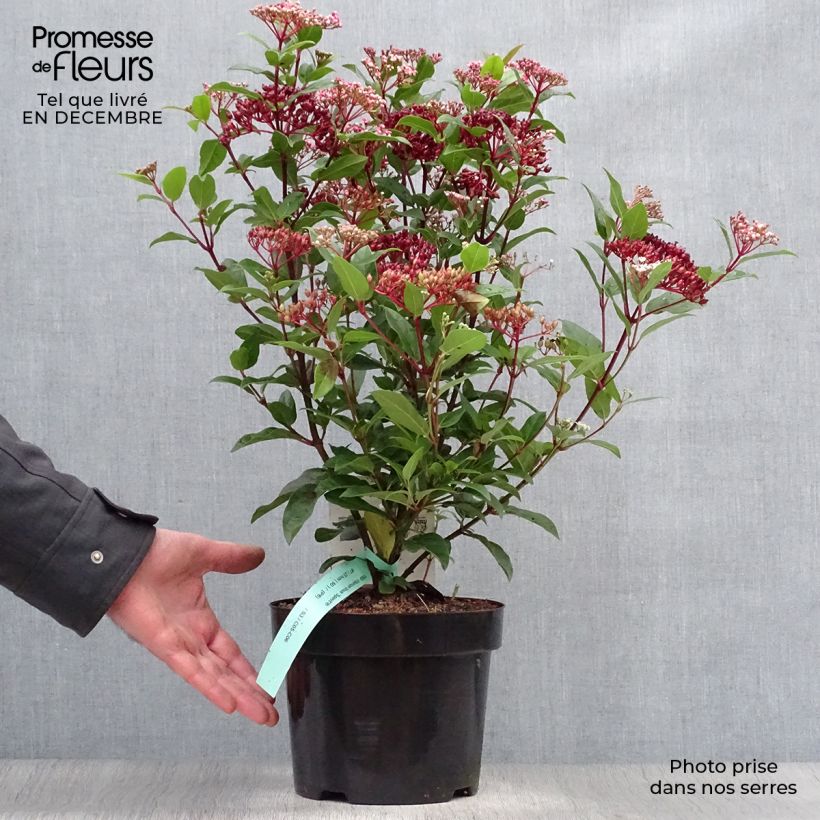 Spécimen de Viorne, Laurier Tin- Viburnum tinus Spirit Pot de 1,5L/2L tel que livré en hiver