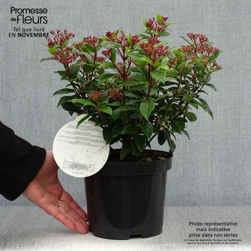 Spécimen de Viorne, Laurier Tin- Viburnum tinus Spirit Pot de 3L/4L tel que livré en automne
