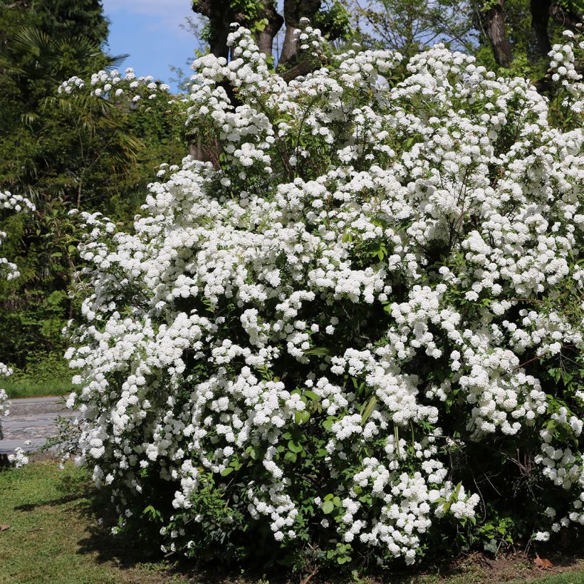Viorne, Laurier Tin - Viburnum tinus (Port)