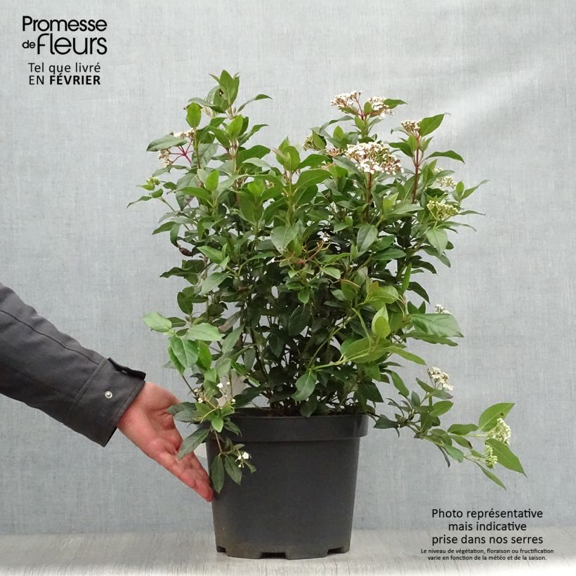 Spécimen de Viorne, Laurier Tin - Viburnum tinus Pot de 7,5L/10L tel que livré en hiver