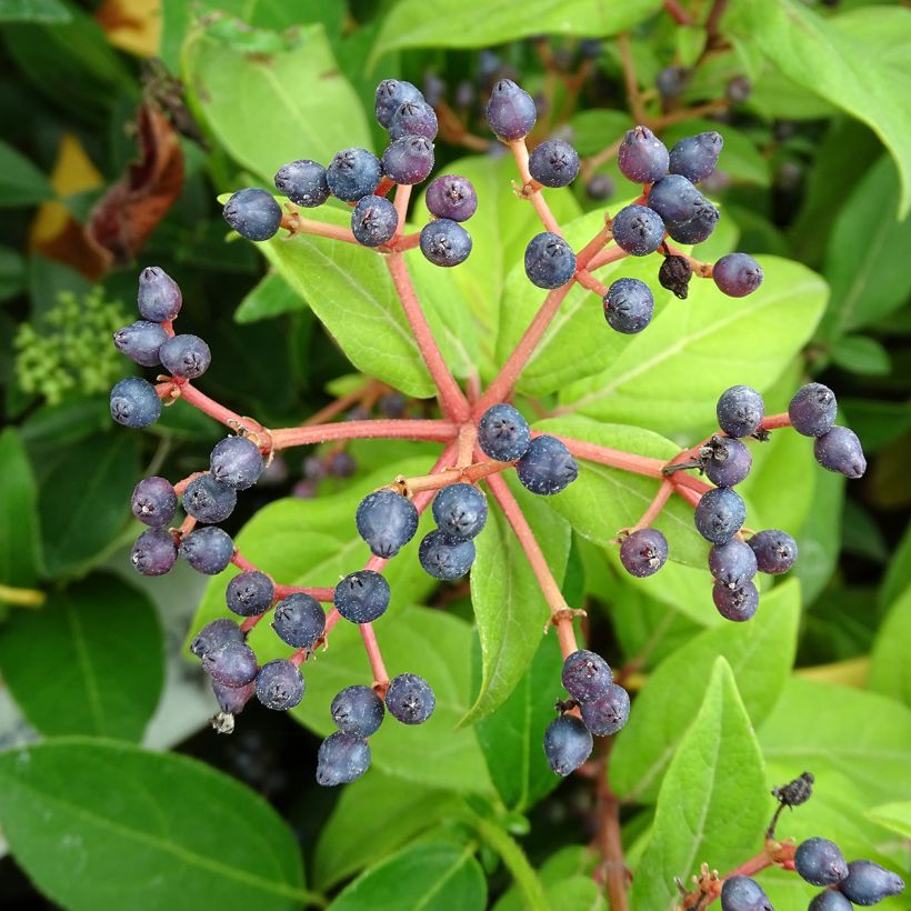 Viorne, Laurier Tin - Viburnum tinus (Récolte)