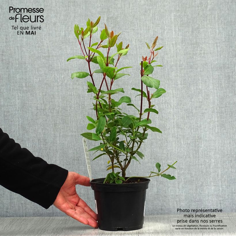 Spécimen de Viorne, Laurier tin - Viburnum tinus Gwenlian Pot de 2L/3L tel que livré au printemps